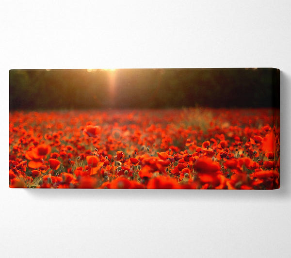 Poppies Meadow