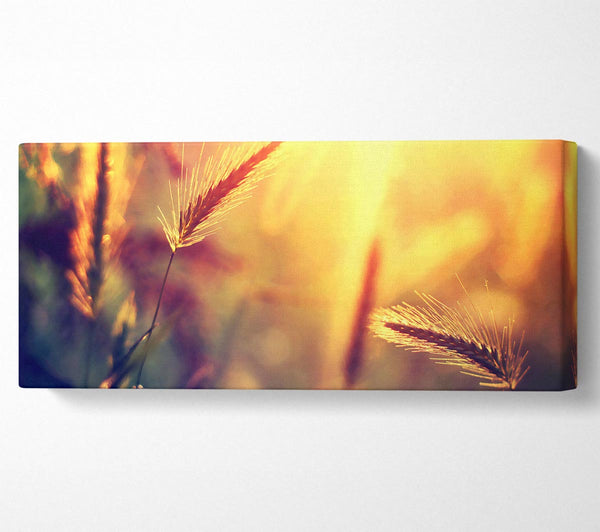 Summer Wheat Field In Golden Light