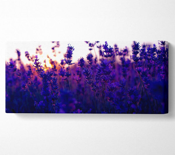 Lavender Field And Sunset