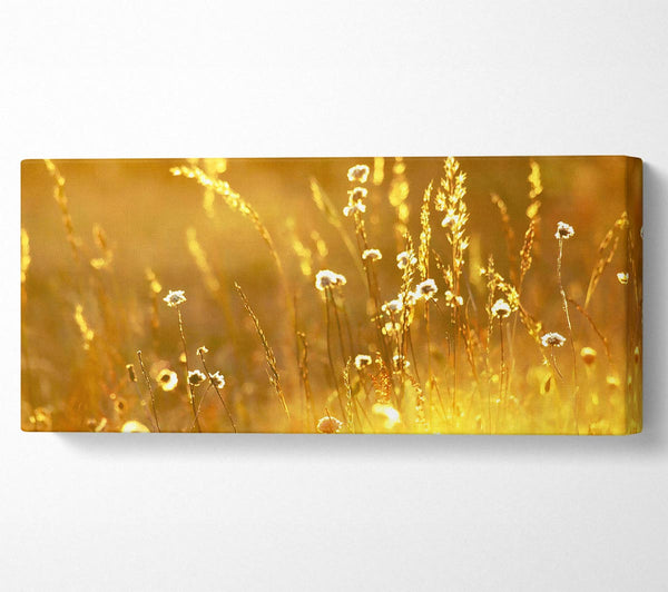 Summer Sunlight Over Field