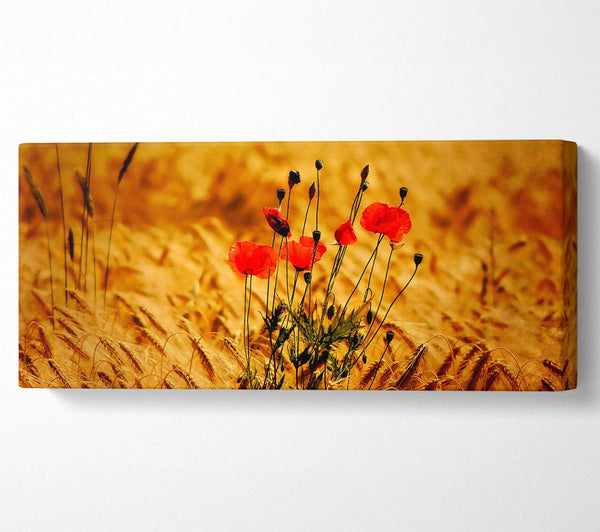 Poppies 3