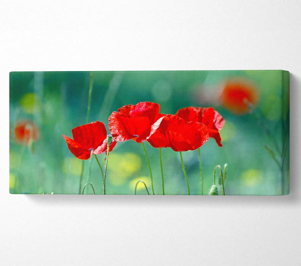 Summer Poppies