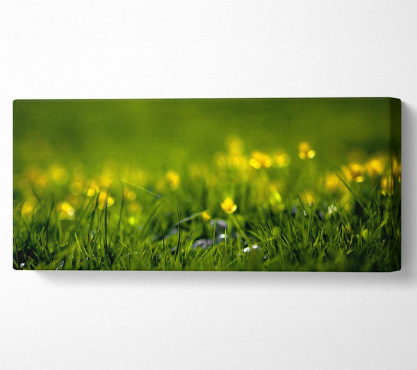Summer Grass
