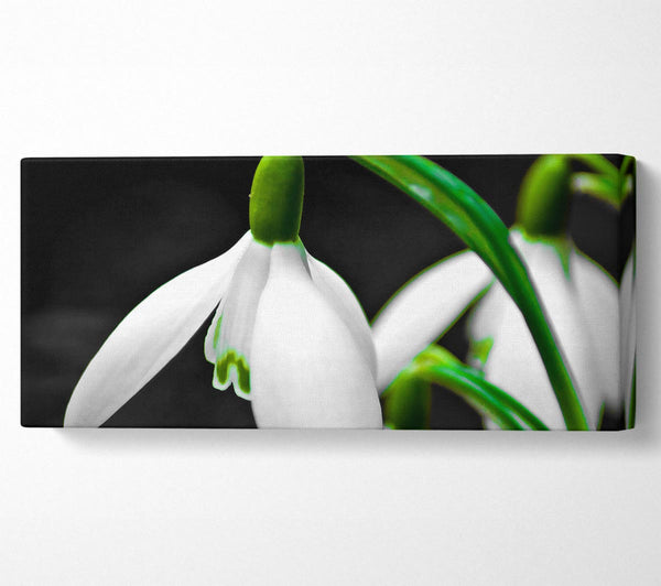 Snowdrop Flower