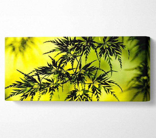 Summer Tree Leaves