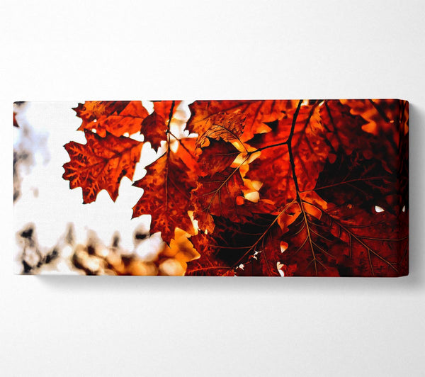 Reddish Brown Leaves