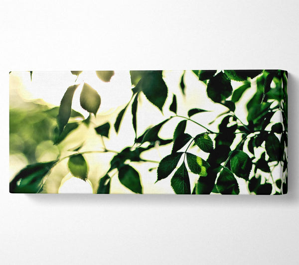 Summer Green Leaves