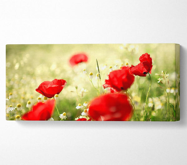 Poppies And Chamomile