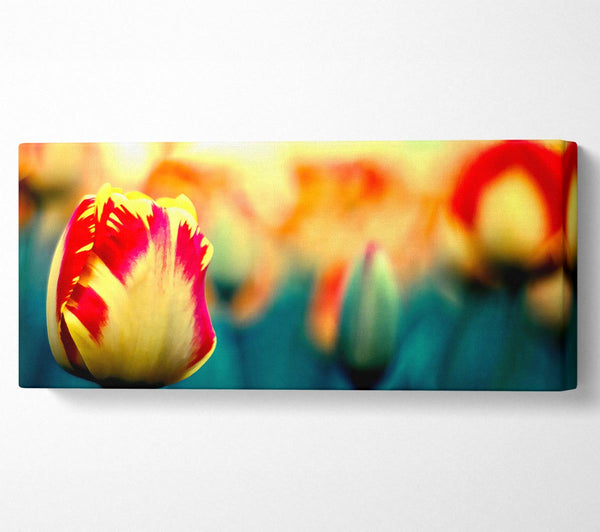 Yellow Red Tulips