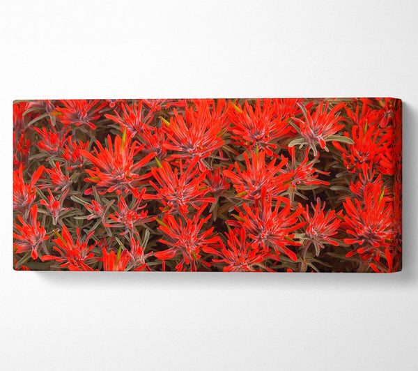 Red Paintbrush Utah