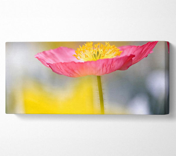 Single Pink Poppy In The Garden