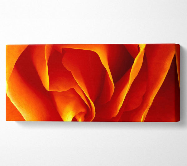 Orange Rose Petals
