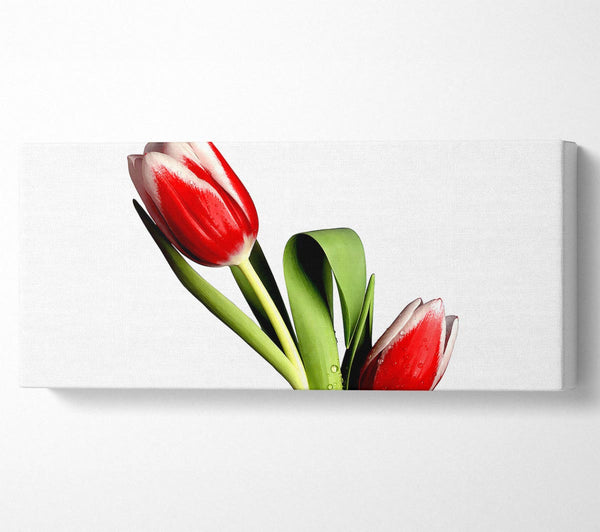 Tulip Model
