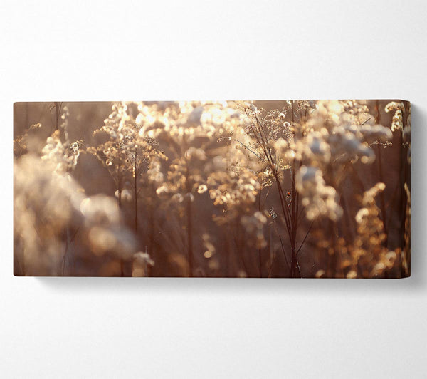 Winter Sunlight Flowers