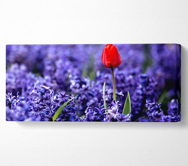 Red Tulip And Hyacinths