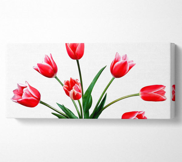 Red Pink Tulips
