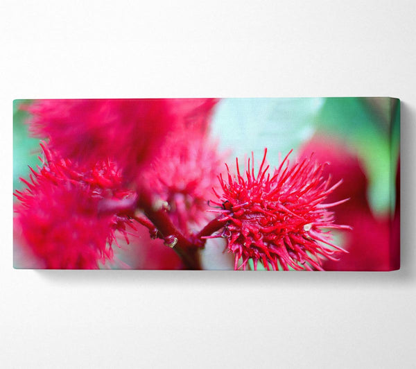 Spikey Flower Heads