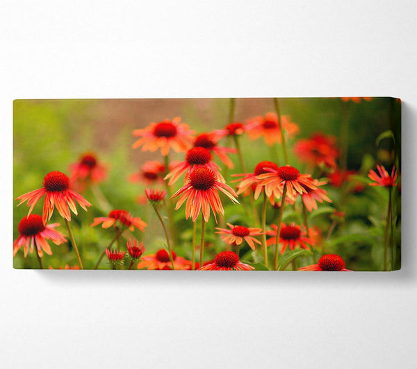 Variety Daisies