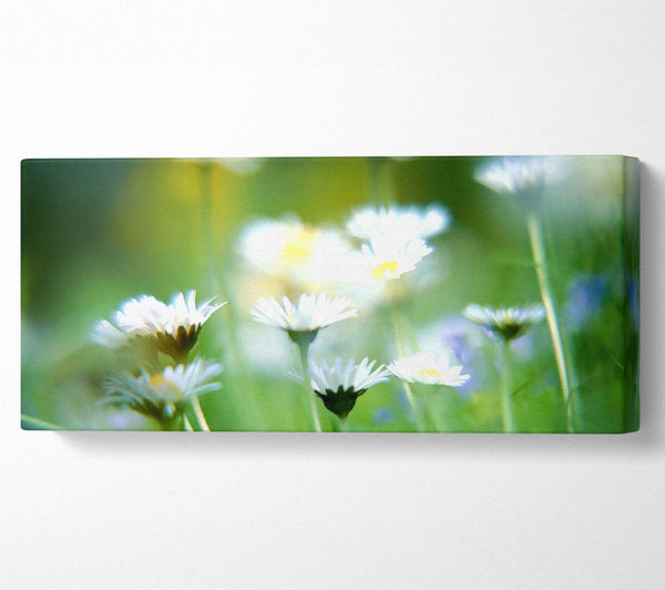 Blurry Daisies
