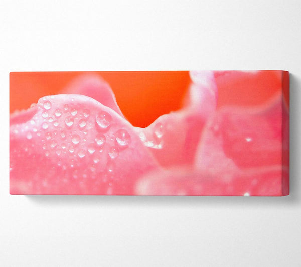 Pink Rose Dew Drop