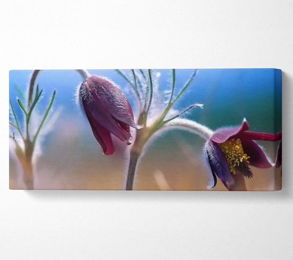 Wildflowers Blooming