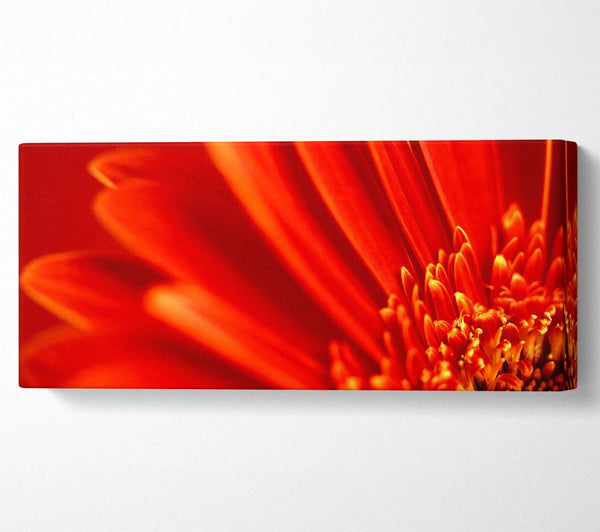 Red Orange Gerbera Petals