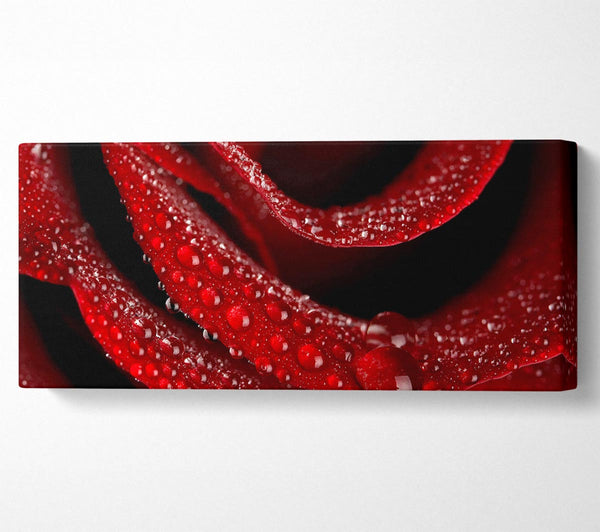 Velvety Rose With Dew Drops
