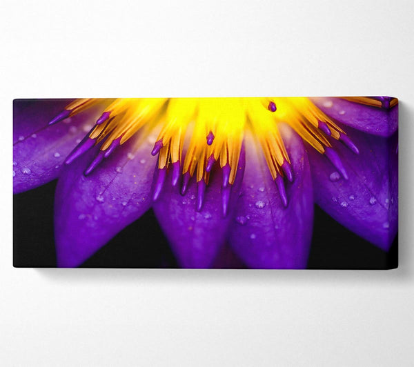 Water Lily Purple Yellow