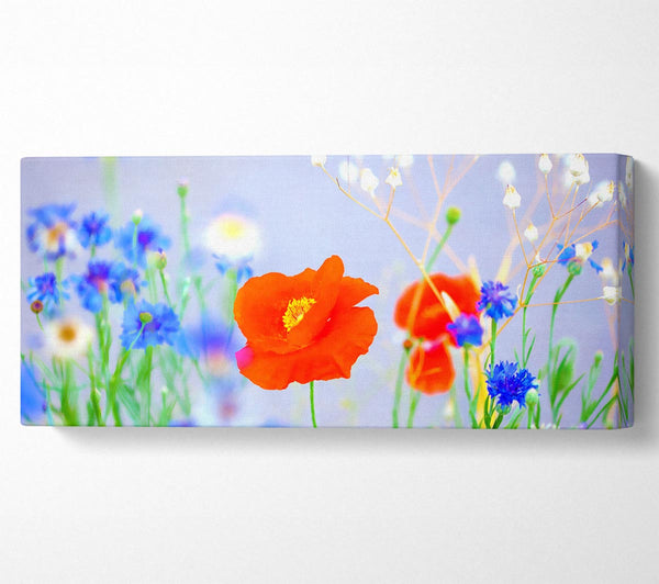 Lovely Poppy Garden