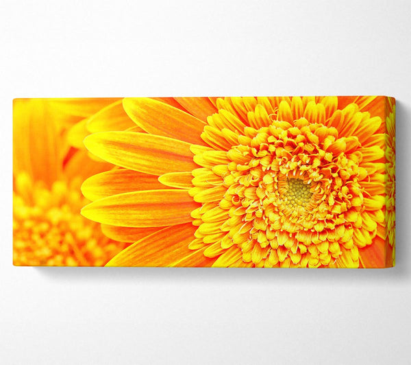 Orange Yellow Gerbera Face