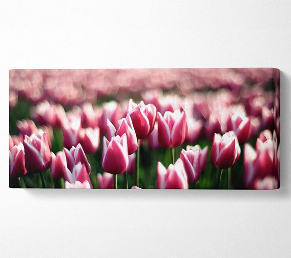 Pink Tulips Spring