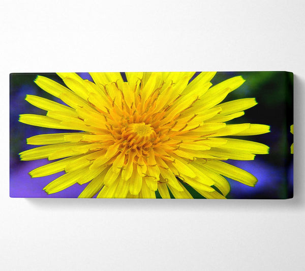 Yellow Wildflower