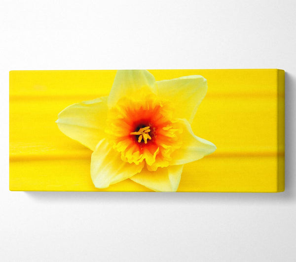 Daffodil Head