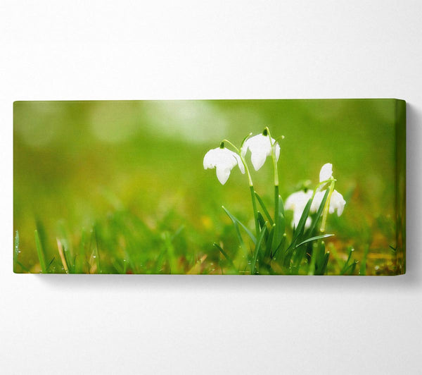 Cute Snowdrops