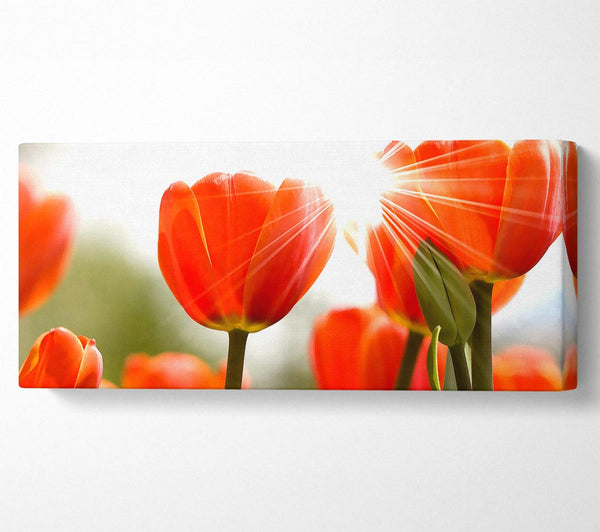 Orange Tulips