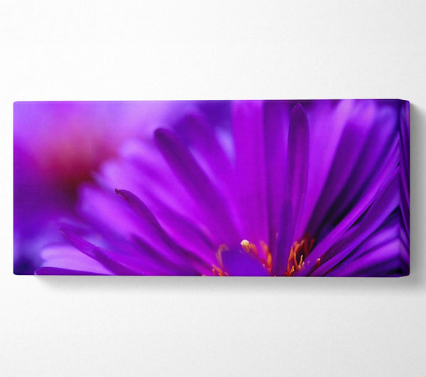 Purple Flower Petals