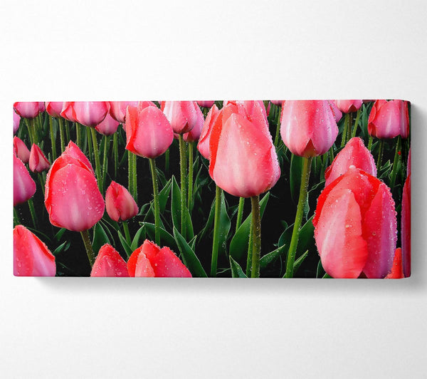 Pink Tulips Cultivation
