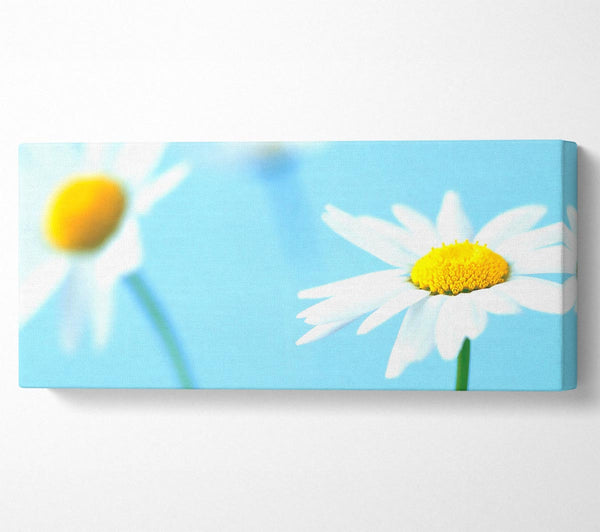 White Daisies On Blue