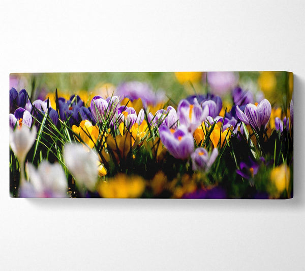 Crocus Field