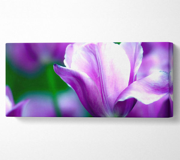 Violet Tulip