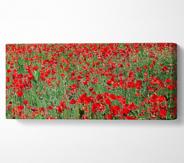Red Poppy Field