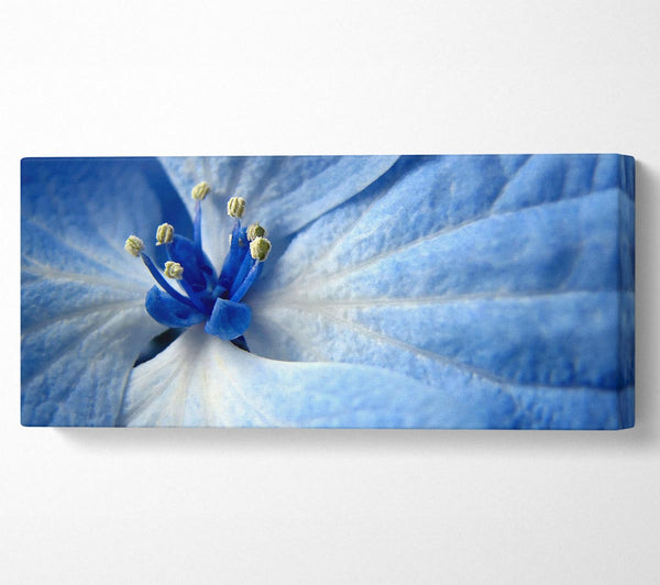 Soft Blue Flower