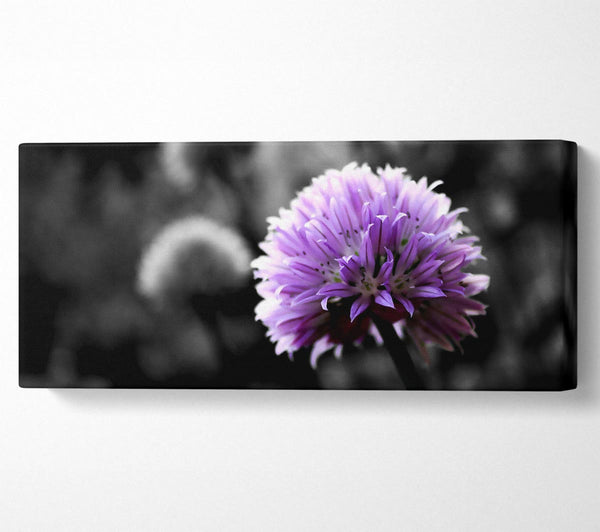 Purple Flower On Black And White Background