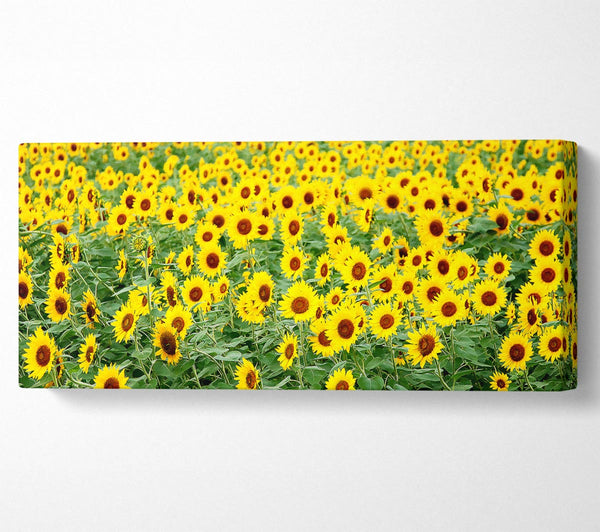 Sunflower Field