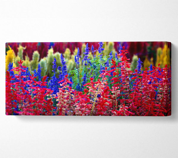 Rainbow Flowers