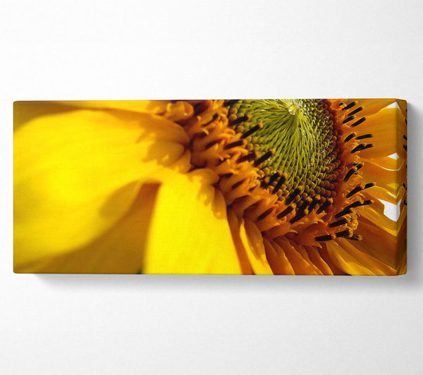 Sunflower Side