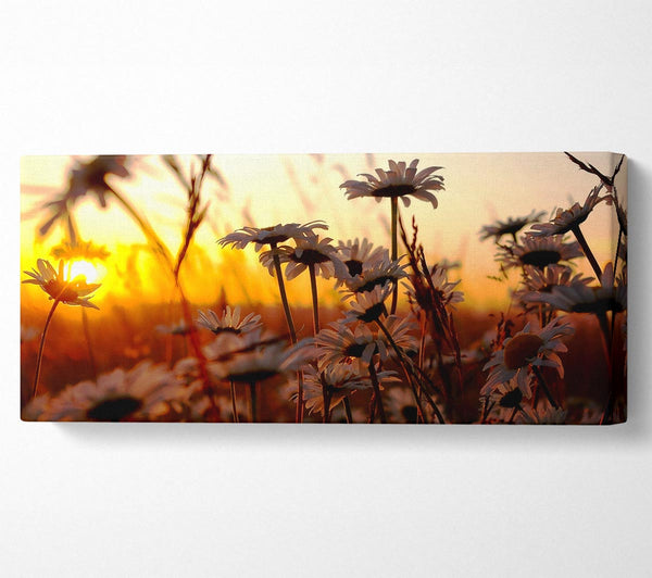 Daisies At Sunset