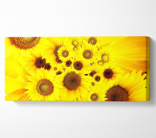 Sunflowers Galore