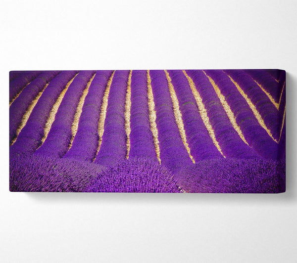 Lavender Field