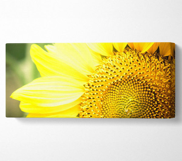 Sunflower Close-up